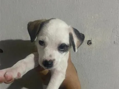 Cachorro raça SRD-ViraLata idade 2 a 6 meses nome Pirata