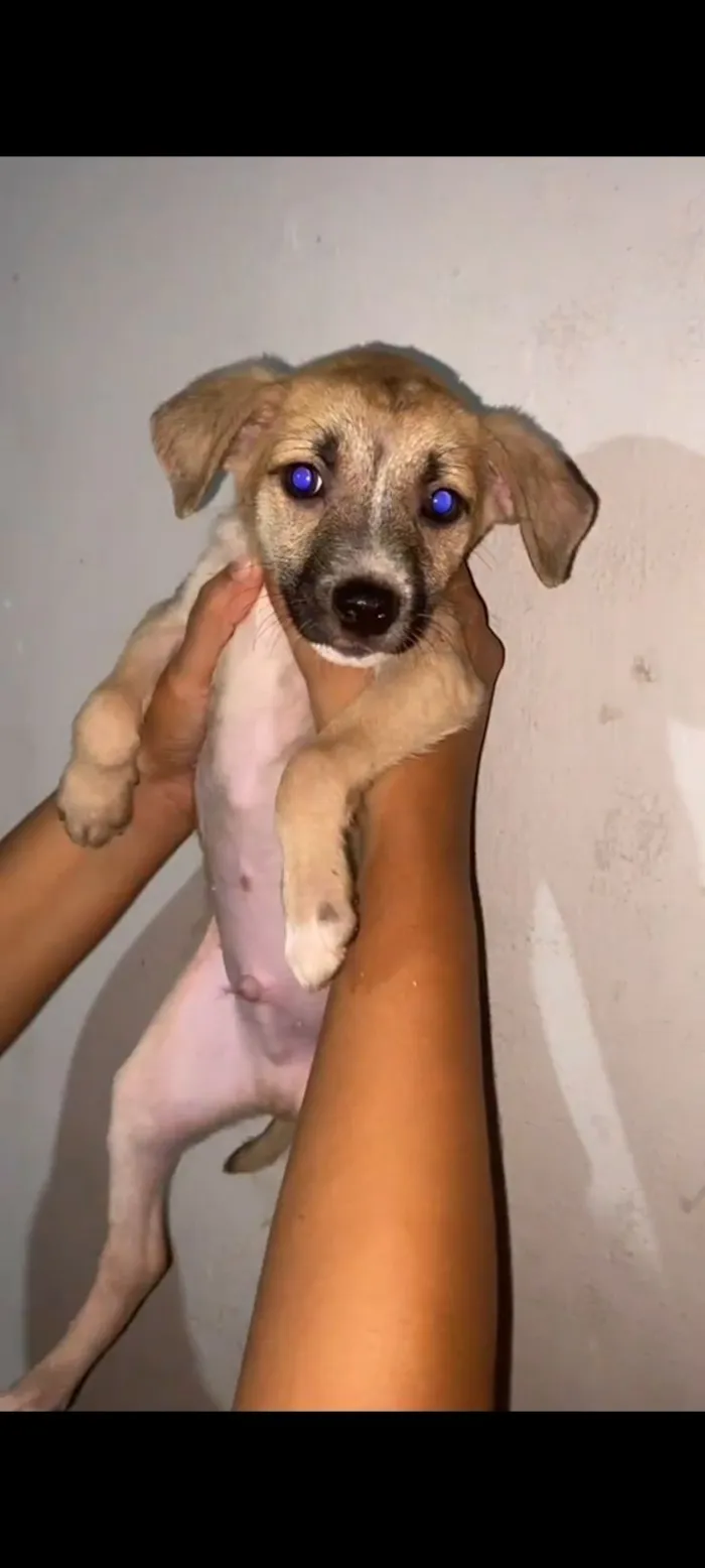 Cachorro raça SRD-ViraLata idade 2 a 6 meses nome Heitor