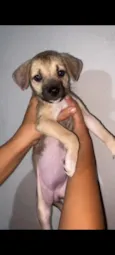 Lia