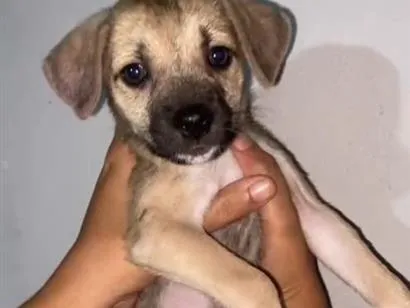 Cachorro raça SRD-ViraLata idade 2 a 6 meses nome Lia