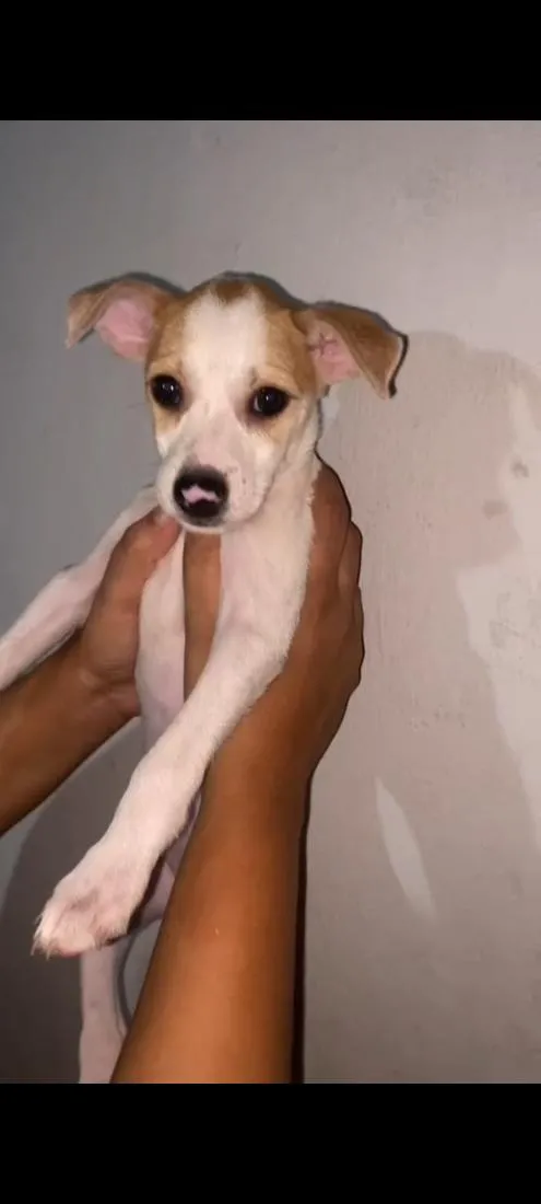 Cachorro raça SRD-ViraLata idade 2 a 6 meses nome Luna