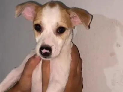 Cachorro raça SRD-ViraLata idade 2 a 6 meses nome Luna