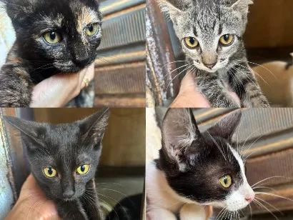 Gato raça SRD-ViraLata idade 2 a 6 meses nome Gatinhas