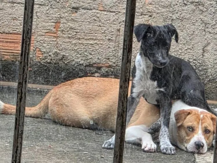 Cachorro raça SRD-ViraLata idade 2 a 6 meses nome Belinha e Lola 