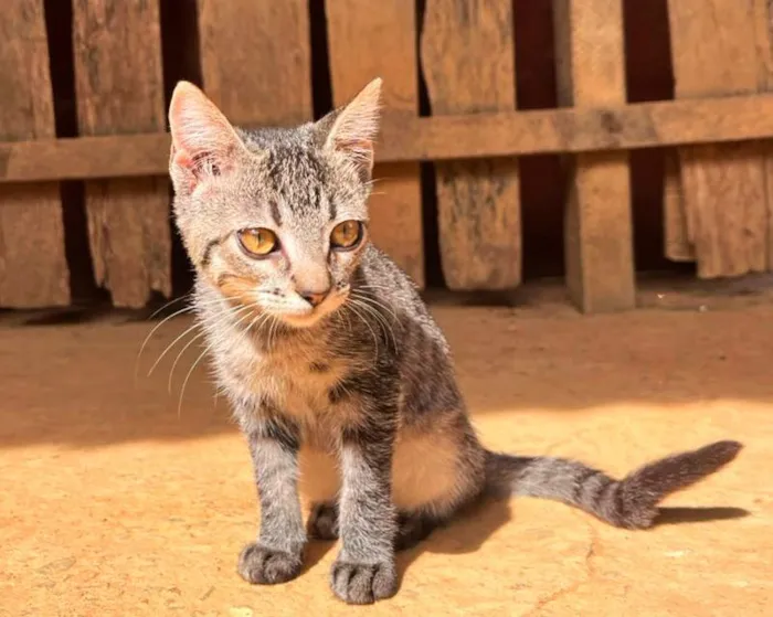 Gato raça SRD-ViraLata idade 2 a 6 meses nome Gatinhas