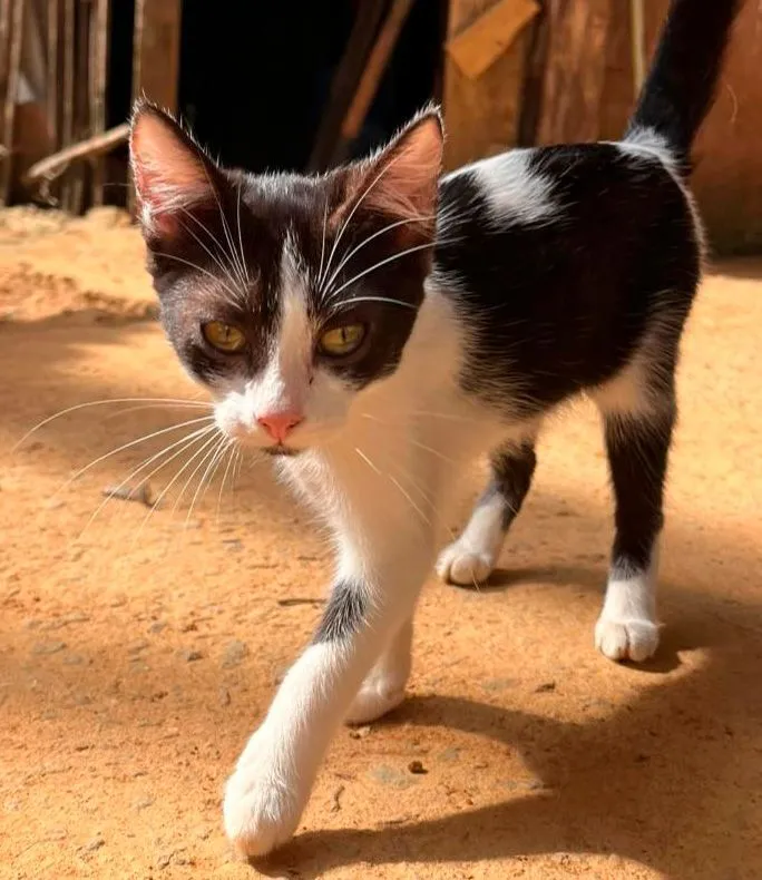Gato raça SRD-ViraLata idade 2 a 6 meses nome Gatinhas