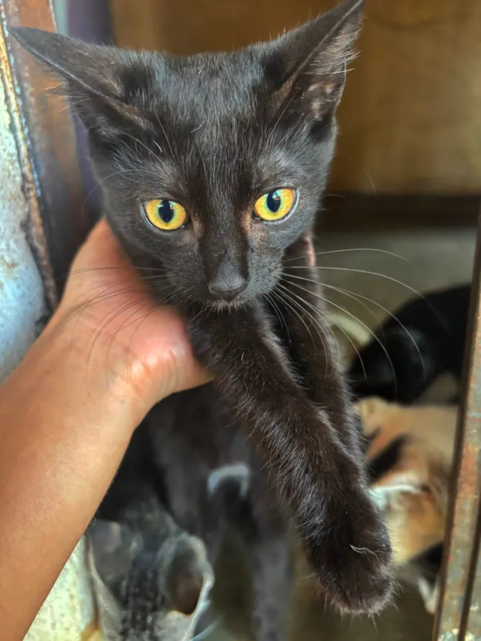 Gato raça SRD-ViraLata idade 2 a 6 meses nome Gatinhas