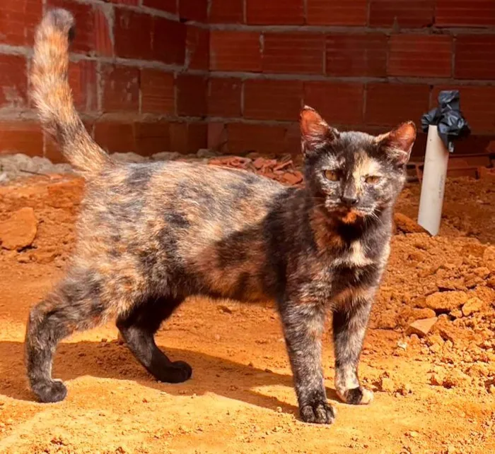 Gato raça SRD-ViraLata idade 2 a 6 meses nome Gatinhas