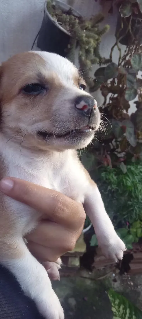 Cachorro raça SRD-ViraLata idade Abaixo de 2 meses nome Galego