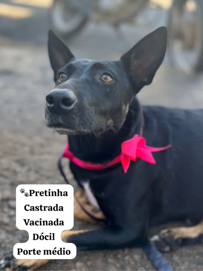 Cachorro raça SRD-ViraLata idade 2 anos nome Pretinha