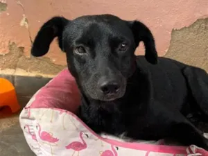 Cachorro raça SRD-ViraLata idade 1 ano nome Morceguinho