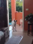 Chico