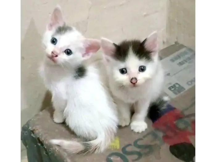 Gato raça SRD-ViraLata idade 2 a 6 meses nome Isabela
