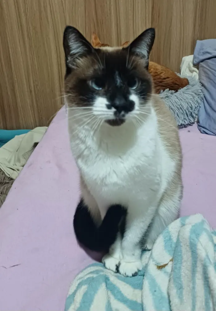 Gato raça SRD-ViraLata idade 6 ou mais anos nome Linda