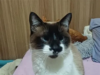 Gato raça SRD-ViraLata idade 6 ou mais anos nome Linda