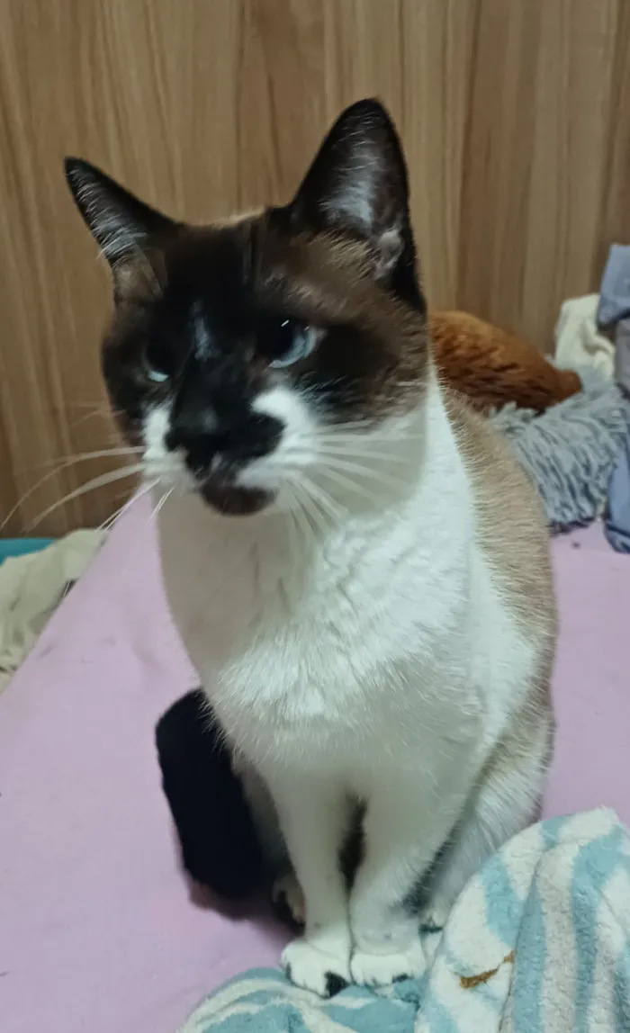 Gato raça SRD-ViraLata idade 6 ou mais anos nome Linda