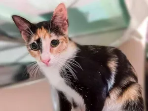 Gato raça SRD-ViraLata idade 7 a 11 meses nome Pintadinha