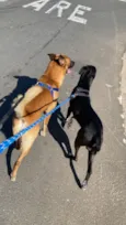 Hulk e Thor 