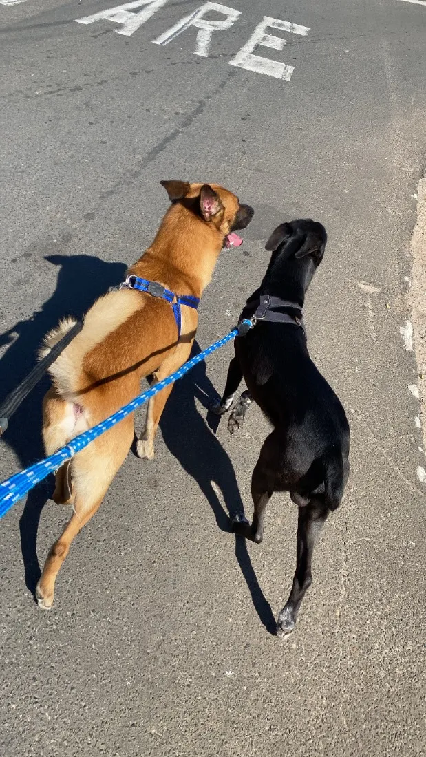 Cachorro raça SRD-ViraLata idade 1 ano nome Hulk e Thor 