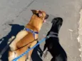 Hulk e Thor 