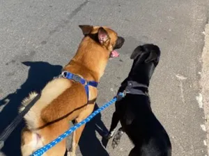 Cachorro raça SRD-ViraLata idade 1 ano nome Hulk e Thor 