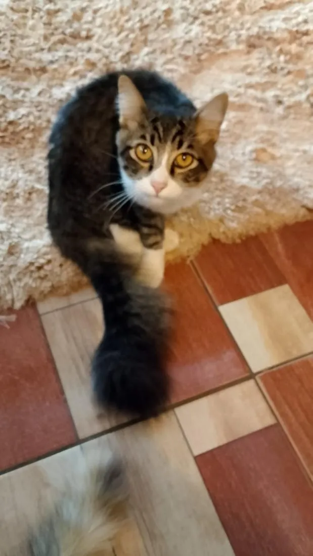 Gato raça SRD-ViraLata idade 2 a 6 meses nome shicará