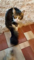shicará
