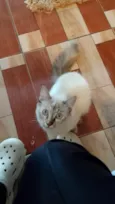 shicará