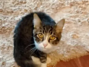 Gato raça SRD-ViraLata idade 2 a 6 meses nome shicará