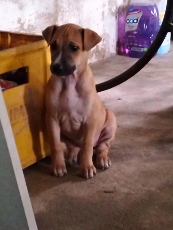 Cachorro raça SRD-ViraLata idade 2 a 6 meses nome Aguardando um dono para por nome 