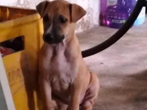Cachorro raça SRD-ViraLata idade 2 a 6 meses nome Aguardando um dono para por nome 