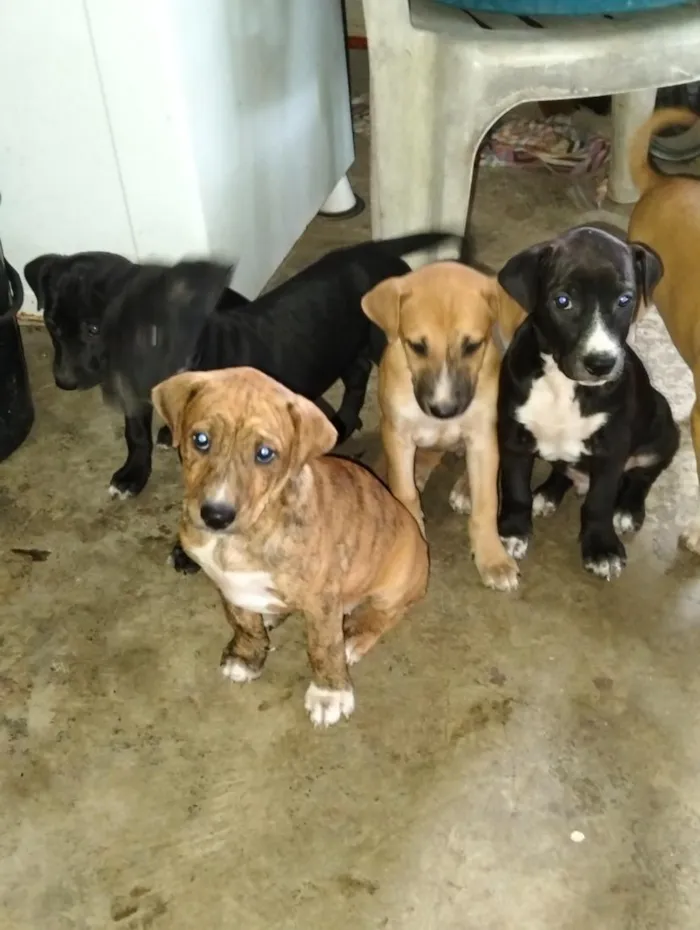 Cachorro raça SRD-ViraLata idade 2 a 6 meses nome Aguardando o dono para por nome 
