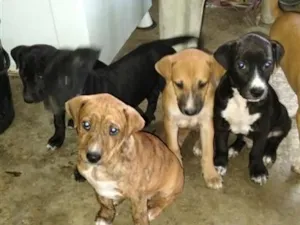 Cachorro raça SRD-ViraLata idade 2 a 6 meses nome Aguardando o dono para por nome 