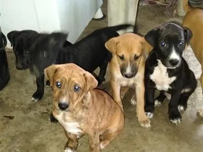 Cachorro raça SRD-ViraLata idade 2 a 6 meses nome Aguardando o dono para por nome 