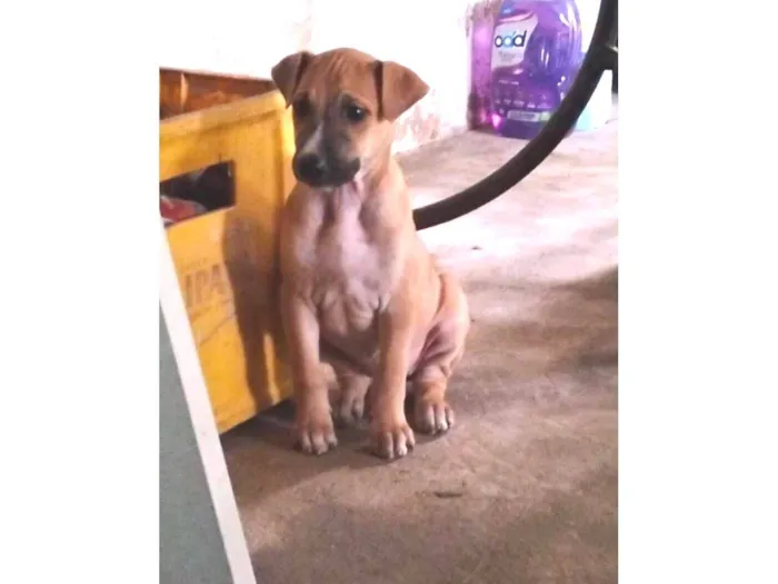 Cachorro raça SRD-ViraLata idade 2 a 6 meses nome Aguardando um dono para por nome 