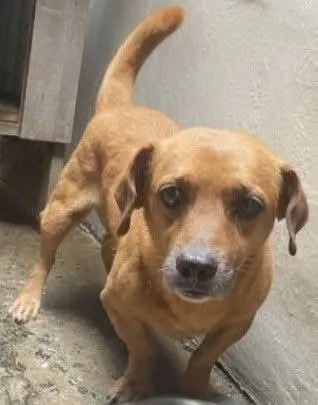 Cachorro raça SRD-ViraLata idade 2 anos nome fubá,bolte,bela,rabito,grafite