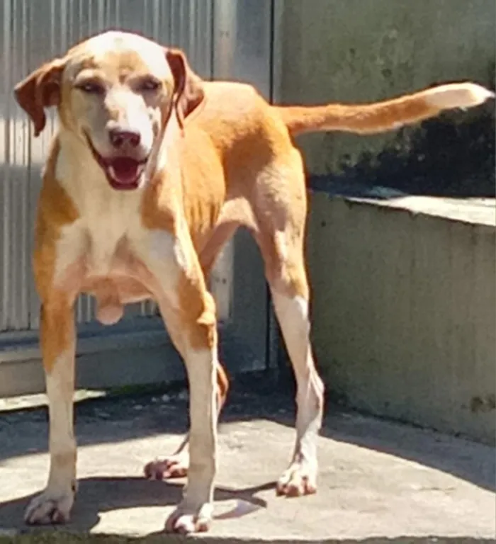 Cachorro raça SRD-ViraLata idade 2 anos nome fubá,bolte,bela,rabito,grafite