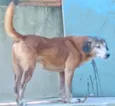 fubá,bolte,bela,rabito,grafite