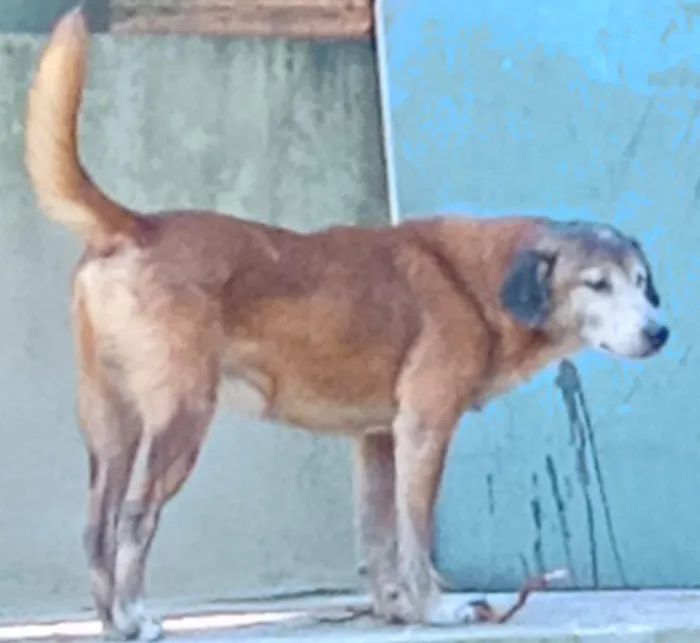 Cachorro raça SRD-ViraLata idade 2 anos nome fubá,bolte,bela,rabito,grafite