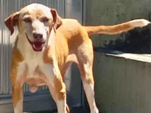 Cachorro raça SRD-ViraLata idade 2 anos nome fubá,bolte,bela,rabito,grafite
