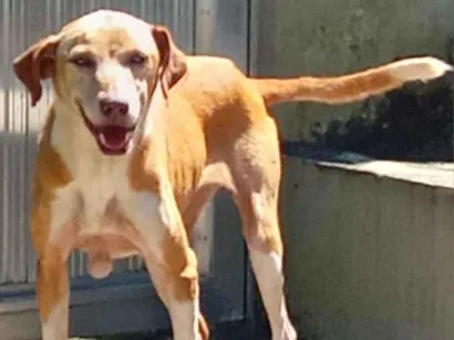 Cachorro raça SRD-ViraLata idade 2 anos nome fubá,bolte,bela,rabito,grafite