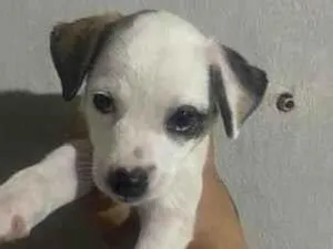 Cachorro raça SRD-ViraLata idade 2 a 6 meses nome Pirata