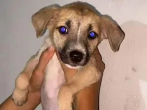 Cachorro raça SRD-ViraLata idade 2 a 6 meses nome Heitor