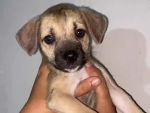 Cachorro raça SRD-ViraLata idade 2 a 6 meses nome Lia