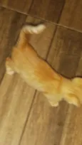 paçoca 