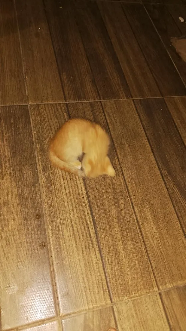 Gato raça SRD-ViraLata idade Abaixo de 2 meses nome paçoca 