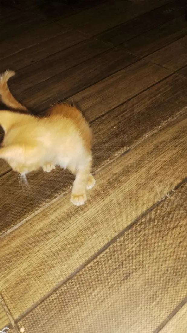 Gato raça SRD-ViraLata idade Abaixo de 2 meses nome paçoca 