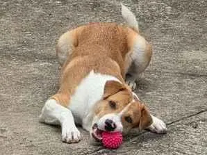 Cachorro raça SRD-ViraLata idade 2 a 6 meses nome Belinha e Lola 