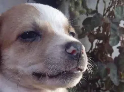 Cachorro raça SRD-ViraLata idade Abaixo de 2 meses nome Galego