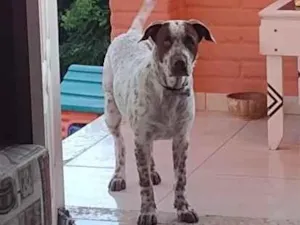Cachorro raça SRD-ViraLata idade 2 a 6 meses nome Chico